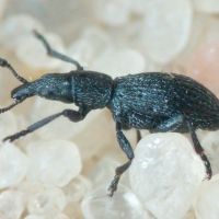 Pseudostenapion simum