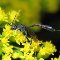 Gasteruption assectator