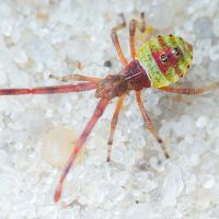 Gonocerus juniperi