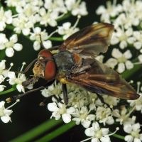 Phasia hemiptera