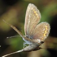 Plebejus