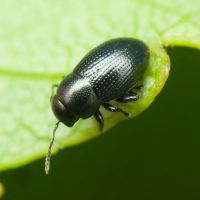 Chaetocnema compressa