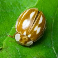 Myzia oblongoguttata