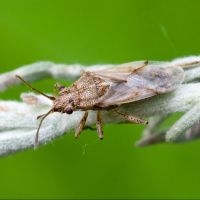 Nysius cymoides