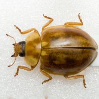 Myzia oblongoguttata
