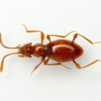 Scydmaenus hellwigii