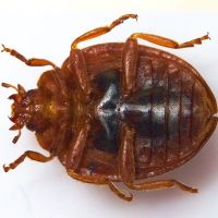 Henosepilachna elaterii