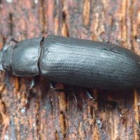 Cryphaeus cornutus