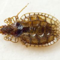 Derephysia (Paraderephysia) cristata