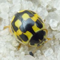 Propylea quatuordecimpunctata