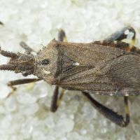 Bothrostethus annulipes