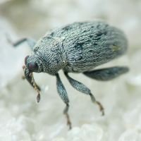 Pseudorchestes pratensis