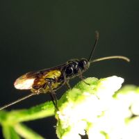 Braconidae