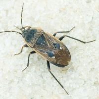 Graptopeltus lynceus