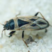 Xanthochilus quadratus