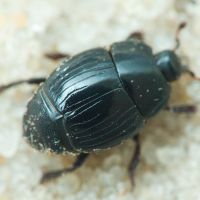 Margarinotus carbonarius