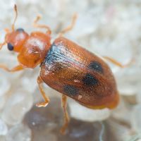 Coccidula scutellata