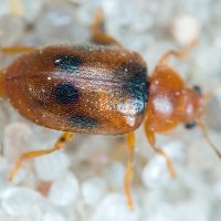 Coccidula scutellata