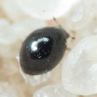 Sphaerius acaroides