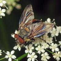 Phasia hemiptera