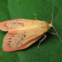 Miltochrista miniata