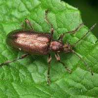 Plateumaris sericea