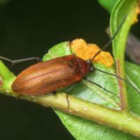 Pseudocistela ceramboides