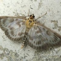 Eurrhypara hortulata