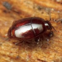 Acritus minutus