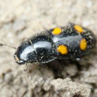 Glischrochilus (Librodor) hortensis
