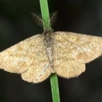 Ematurga atomaria