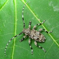 Aegomorphus clavipes