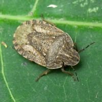 Sciocoris distinctus