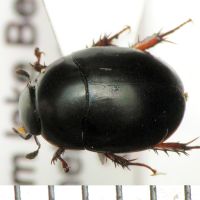 Sphaeridium marginatum