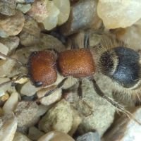 Myrmilla caucasica