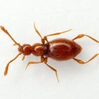 Scydmaenus hellwigii
