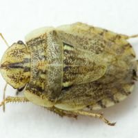 Menaccarus (Oploscelis) arenicola