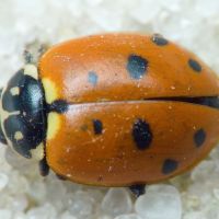 Hippodamia variegata
