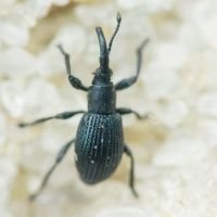 Diplapion stolidum