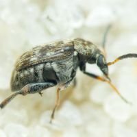 Bruchidius varius