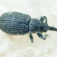 Squamapion atomarium