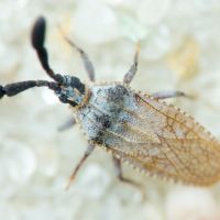 Copium teucrii
