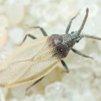 Catoplatus carthusianus