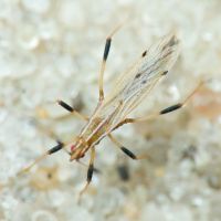 Berytinus (Lizinus) crassipes