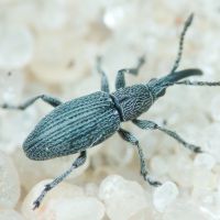 Apionidae