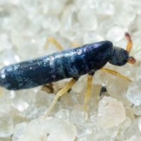 Collembola