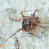 Arachnida