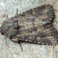 Noctuidae
