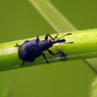 Neocoenorrhinus pauxillus