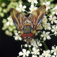 Phasia hemiptera